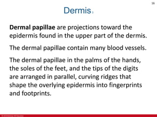 © 2019 McGraw-Hill Education
16
Dermis3
Dermal papillae are projections toward the
epidermis found in the upper part of the dermis.
The dermal papillae contain many blood vessels.
The dermal papillae in the palms of the hands,
the soles of the feet, and the tips of the digits
are arranged in parallel, curving ridges that
shape the overlying epidermis into fingerprints
and footprints.
 