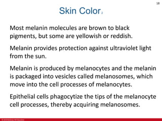 © 2019 McGraw-Hill Education
18
Skin Color2
Most melanin molecules are brown to black
pigments, but some are yellowish or reddish.
Melanin provides protection against ultraviolet light
from the sun.
Melanin is produced by melanocytes and the melanin
is packaged into vesicles called melanosomes, which
move into the cell processes of melanocytes.
Epithelial cells phagocytize the tips of the melanocyte
cell processes, thereby acquiring melanosomes.
 