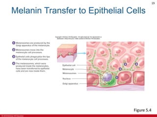 © 2019 McGraw-Hill Education
19
Melanin Transfer to Epithelial Cells
Figure 5.4
 