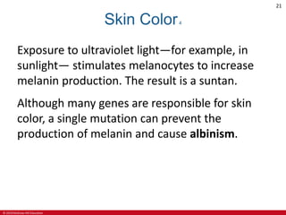 © 2019 McGraw-Hill Education
21
Skin Color4
Exposure to ultraviolet light—for example, in
sunlight— stimulates melanocytes to increase
melanin production. The result is a suntan.
Although many genes are responsible for skin
color, a single mutation can prevent the
production of melanin and cause albinism.
 
