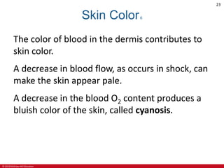 © 2019 McGraw-Hill Education
23
Skin Color6
The color of blood in the dermis contributes to
skin color.
A decrease in blood flow, as occurs in shock, can
make the skin appear pale.
A decrease in the blood O2 content produces a
bluish color of the skin, called cyanosis.
 