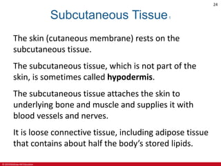 © 2019 McGraw-Hill Education
24
Subcutaneous Tissue1
The skin (cutaneous membrane) rests on the
subcutaneous tissue.
The subcutaneous tissue, which is not part of the
skin, is sometimes called hypodermis.
The subcutaneous tissue attaches the skin to
underlying bone and muscle and supplies it with
blood vessels and nerves.
It is loose connective tissue, including adipose tissue
that contains about half the body’s stored lipids.
 
