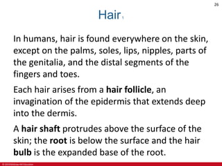 © 2019 McGraw-Hill Education
26
Hair1
In humans, hair is found everywhere on the skin,
except on the palms, soles, lips, nipples, parts of
the genitalia, and the distal segments of the
fingers and toes.
Each hair arises from a hair follicle, an
invagination of the epidermis that extends deep
into the dermis.
A hair shaft protrudes above the surface of the
skin; the root is below the surface and the hair
bulb is the expanded base of the root.
 