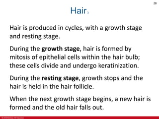 © 2019 McGraw-Hill Education
28
Hair3
Hair is produced in cycles, with a growth stage
and resting stage.
During the growth stage, hair is formed by
mitosis of epithelial cells within the hair bulb;
these cells divide and undergo keratinization.
During the resting stage, growth stops and the
hair is held in the hair follicle.
When the next growth stage begins, a new hair is
formed and the old hair falls out.
 