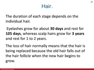 © 2019 McGraw-Hill Education
29
Hair4
The duration of each stage depends on the
individual hair.
Eyelashes grow for about 30 days and rest for
105 days, whereas scalp hairs grow for 3 years
and rest for 1 to 2 years.
The loss of hair normally means that the hair is
being replaced because the old hair falls out of
the hair follicle when the new hair begins to
grow.
 
