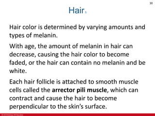 © 2019 McGraw-Hill Education
30
Hair5
Hair color is determined by varying amounts and
types of melanin.
With age, the amount of melanin in hair can
decrease, causing the hair color to become
faded, or the hair can contain no melanin and be
white.
Each hair follicle is attached to smooth muscle
cells called the arrector pili muscle, which can
contract and cause the hair to become
perpendicular to the skin’s surface.
 
