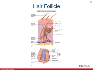© 2019 McGraw-Hill Education
31
Hair Follicle
Figure 5.5
 