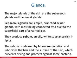 © 2019 McGraw-Hill Education
32
Glands1
The major glands of the skin are the sebaceous
glands and the sweat glands.
Sebaceous glands are simple, branched acinar
glands, with most being connected by a duct to the
superficial part of a hair follicle.
They produce sebum, an oily, white substance rich in
lipids.
The sebum is released by holocrine secretion and
lubricates the hair and the surface of the skin, which
prevents drying and protects against some bacteria.
 