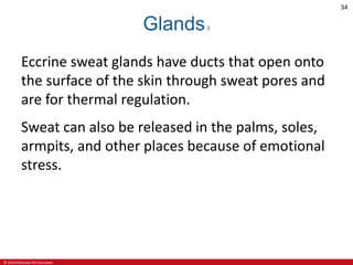 © 2019 McGraw-Hill Education
34
Glands3
Eccrine sweat glands have ducts that open onto
the surface of the skin through sweat pores and
are for thermal regulation.
Sweat can also be released in the palms, soles,
armpits, and other places because of emotional
stress.
 