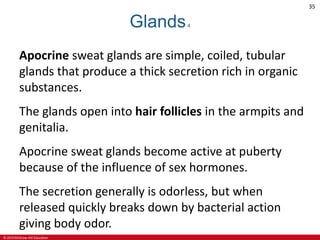 © 2019 McGraw-Hill Education
35
Glands4
Apocrine sweat glands are simple, coiled, tubular
glands that produce a thick secretion rich in organic
substances.
The glands open into hair follicles in the armpits and
genitalia.
Apocrine sweat glands become active at puberty
because of the influence of sex hormones.
The secretion generally is odorless, but when
released quickly breaks down by bacterial action
giving body odor.
 