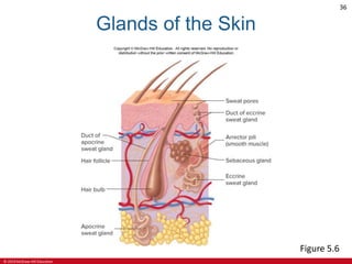 © 2019 McGraw-Hill Education
36
Glands of the Skin
Figure 5.6
 