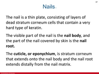 © 2019 McGraw-Hill Education
37
Nails1
The nail is a thin plate, consisting of layers of
dead stratum corneum cells that contain a very
hard type of keratin.
The visible part of the nail is the nail body, and
the part of the nail covered by skin is the nail
root.
The cuticle, or eponychium, is stratum corneum
that extends onto the nail body and the nail root
extends distally from the nail matrix.
 