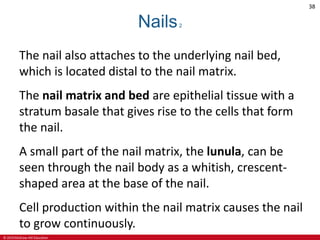 © 2019 McGraw-Hill Education
38
Nails2
The nail also attaches to the underlying nail bed,
which is located distal to the nail matrix.
The nail matrix and bed are epithelial tissue with a
stratum basale that gives rise to the cells that form
the nail.
A small part of the nail matrix, the lunula, can be
seen through the nail body as a whitish, crescent-
shaped area at the base of the nail.
Cell production within the nail matrix causes the nail
to grow continuously.
 