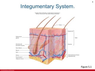 © 2019 McGraw-Hill Education
4
Integumentary System2
Figure 5.1
 