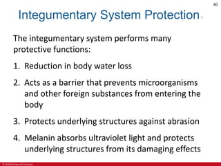 © 2019 McGraw-Hill Education
40
Integumentary System Protection1
The integumentary system performs many
protective functions:
1. Reduction in body water loss
2. Acts as a barrier that prevents microorganisms
and other foreign substances from entering the
body
3. Protects underlying structures against abrasion
4. Melanin absorbs ultraviolet light and protects
underlying structures from its damaging effects
 