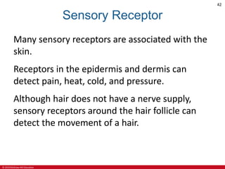 © 2019 McGraw-Hill Education
42
Sensory Receptor
Many sensory receptors are associated with the
skin.
Receptors in the epidermis and dermis can
detect pain, heat, cold, and pressure.
Although hair does not have a nerve supply,
sensory receptors around the hair follicle can
detect the movement of a hair.
 