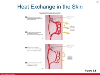 © 2019 McGraw-Hill Education
47
Heat Exchange in the Skin
Figure 5.8
 