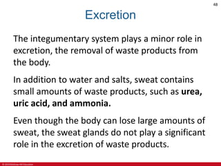 © 2019 McGraw-Hill Education
48
Excretion
The integumentary system plays a minor role in
excretion, the removal of waste products from
the body.
In addition to water and salts, sweat contains
small amounts of waste products, such as urea,
uric acid, and ammonia.
Even though the body can lose large amounts of
sweat, the sweat glands do not play a significant
role in the excretion of waste products.
 