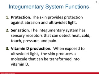 © 2019 McGraw-Hill Education
5
Integumentary System Functions1
1. Protection. The skin provides protection
against abrasion and ultraviolet light.
2. Sensation. The integumentary system has
sensory receptors that can detect heat, cold,
touch, pressure, and pain.
3. Vitamin D production. When exposed to
ultraviolet light, the skin produces a
molecule that can be transformed into
vitamin D.
 