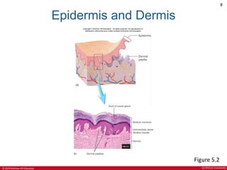 © 2019 McGraw-Hill Education
8
Epidermis and Dermis
Figure 5.2
(b) ©Victor Eroschenko
 