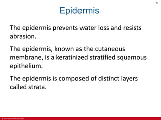 © 2019 McGraw-Hill Education
9
Epidermis1
The epidermis prevents water loss and resists
abrasion.
The epidermis, known as the cutaneous
membrane, is a keratinized stratified squamous
epithelium.
The epidermis is composed of distinct layers
called strata.
 
