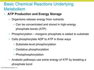 © 2015 Pearson Education, Inc.
Basic Chemical Reactions Underlying
Metabolism
• ATP Production and Energy Storage
• Organisms release energy from nutrients
• Can be concentrated and stored in high-energy
phosphate bonds (ATP)
• Phosphorylation – inorganic phosphate is added to substrate
• Cells phosphorylate ADP to ATP in three ways
• Substrate-level phosphorylation
• Oxidative phosphorylation
• Photophosphorylation
• Anabolic pathways use some energy of ATP by breaking a
phosphate bond
 