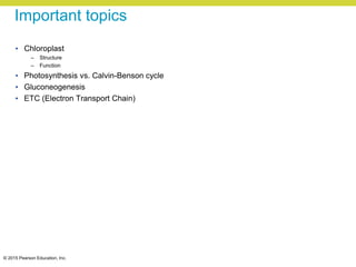 © 2015 Pearson Education, Inc.
Important topics
• Chloroplast
– Structure
– Function
• Photosynthesis vs. Calvin-Benson cycle
• Gluconeogenesis
• ETC (Electron Transport Chain)
 