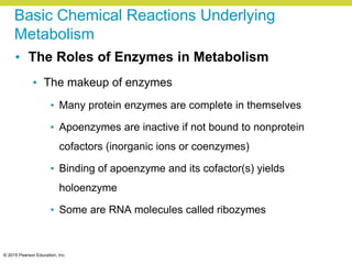 © 2015 Pearson Education, Inc.
Basic Chemical Reactions Underlying
Metabolism
• The Roles of Enzymes in Metabolism
• The makeup of enzymes
• Many protein enzymes are complete in themselves
• Apoenzymes are inactive if not bound to nonprotein
cofactors (inorganic ions or coenzymes)
• Binding of apoenzyme and its cofactor(s) yields
holoenzyme
• Some are RNA molecules called ribozymes
 