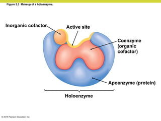 © 2015 Pearson Education, Inc.
Figure 5.3 Makeup of a holoenzyme.
Inorganic cofactor Active site
Coenzyme
(organic
cofactor)
Apoenzyme (protein)
Holoenzyme
 