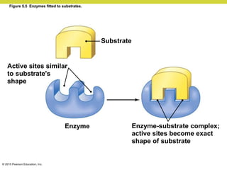 © 2015 Pearson Education, Inc.
Figure 5.5 Enzymes fitted to substrates.
Active sites similar
to substrate's
shape
Substrate
Enzyme Enzyme-substrate complex;
active sites become exact
shape of substrate
 