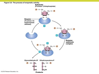 © 2015 Pearson Education, Inc.
1
Enzyme-
substrate
complex
Enzyme
(Fructose-1,6-
bisphosphate
aldolase)
Substrate
(Fructose 1,6-bisphosphate)
Dihydroxyacetone-P
Glyceraldehyde-3P
Products
2
3
4
Figure 5.6 The process of enzymatic activity.
 