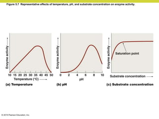 © 2015 Pearson Education, Inc.
Figure 5.7 Representative effects of temperature, pH, and substrate concentration on enzyme activity.
 