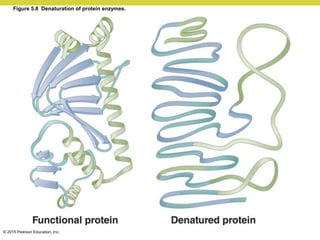 © 2015 Pearson Education, Inc.
Figure 5.8 Denaturation of protein enzymes.
 