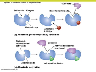 © 2015 Pearson Education, Inc.
Active site Enzyme
Allosteric site
Allosteric (noncompetitive) inhibition
Distorted,
nonfunctional
active site
Allosteric
inhibitor
Distorted active site
Substrate
Active site becomes
functional
Allosteric activator
Allosteric site
Allosteric activation
Substrate
Figure 5.10 Allosteric control of enzyme activity.
 