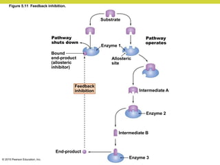 © 2015 Pearson Education, Inc.
Figure 5.11 Feedback inhibition.
Substrate
Pathway
shuts down
Bound
end-product
(allosteric
inhibitor)
Enzyme 1
Allosteric
site
Pathway
operates
Feedback
inhibition Intermediate A
Enzyme 2
Intermediate B
End-product
Enzyme 3
 