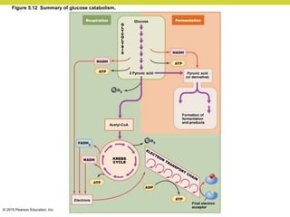 © 2015 Pearson Education, Inc.
Glucose
2 Pyruvic acid
Electrons
KREBS
CYCLE
Acetyl-CoA
Final electron
acceptor
Formation of
fermentation
end-products
Pyruvic acid
(or derivative)
G
L
Y
C
O
L
Y
S
I
S
Fermentation
Respiration
Figure 5.12 Summary of glucose catabolism.
 
