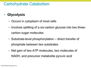 © 2015 Pearson Education, Inc.
Carbohydrate Catabolism
• Glycolysis
• Occurs in cytoplasm of most cells
• Involves splitting of a six-carbon glucose into two three-
carbon sugar molecules
• Substrate-level phosphorylation – direct transfer of
phosphate between two substrates
• Net gain of two ATP molecules, two molecules of
NADH, and precursor metabolite pyruvic acid
 