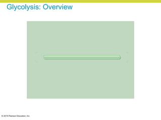 © 2015 Pearson Education, Inc.
Glycolysis: Overview
 