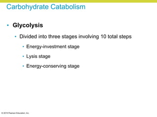 © 2015 Pearson Education, Inc.
Carbohydrate Catabolism
• Glycolysis
• Divided into three stages involving 10 total steps
• Energy-investment stage
• Lysis stage
• Energy-conserving stage
 