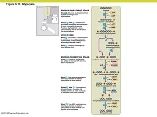 © 2015 Pearson Education, Inc.
Figure 5.13 Glycolysis.
 