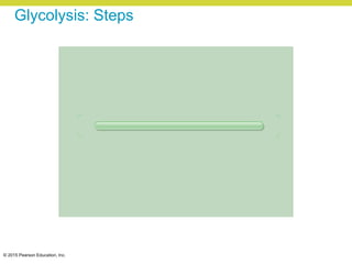 © 2015 Pearson Education, Inc.
Glycolysis: Steps
 