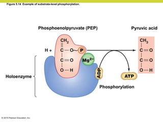 © 2015 Pearson Education, Inc.
Figure 5.14 Example of substrate-level phosphorylation.
Phosphoenolpyruvate (PEP)
Holoenzyme
Pyruvic acid
Phosphorylation
 