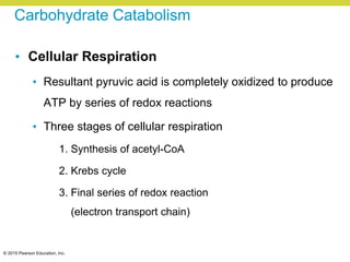 © 2015 Pearson Education, Inc.
Carbohydrate Catabolism
• Cellular Respiration
• Resultant pyruvic acid is completely oxidized to produce
ATP by series of redox reactions
• Three stages of cellular respiration
1. Synthesis of acetyl-CoA
2. Krebs cycle
3. Final series of redox reaction
(electron transport chain)
 