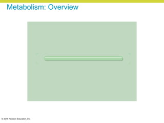 © 2015 Pearson Education, Inc.
Metabolism: Overview
 