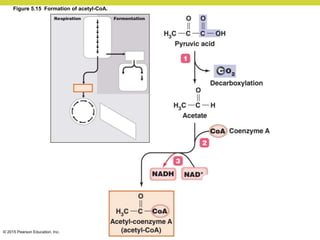 © 2015 Pearson Education, Inc.
Figure 5.15 Formation of acetyl-CoA.
 