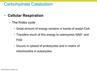 © 2015 Pearson Education, Inc.
Carbohydrate Catabolism
• Cellular Respiration
• The Krebs cycle
• Great amount of energy remains in bonds of acetyl-CoA
• Transfers much of this energy to coenzymes NAD+ and
FAD
• Occurs in cytosol of prokaryotes and in matrix of
mitochondria in eukaryotes
 