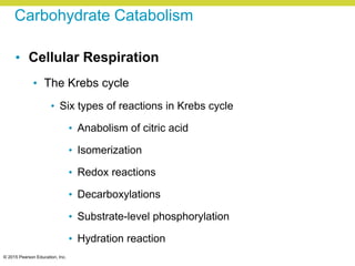 © 2015 Pearson Education, Inc.
Carbohydrate Catabolism
• Cellular Respiration
• The Krebs cycle
• Six types of reactions in Krebs cycle
• Anabolism of citric acid
• Isomerization
• Redox reactions
• Decarboxylations
• Substrate-level phosphorylation
• Hydration reaction
 