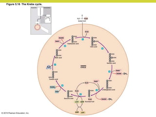 © 2015 Pearson Education, Inc.
Figure 5.16 The Krebs cycle.
 
