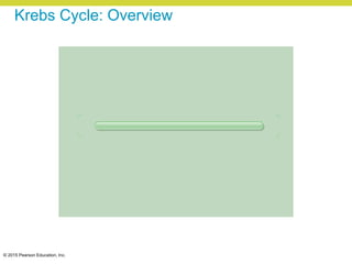 © 2015 Pearson Education, Inc.
Krebs Cycle: Overview
 