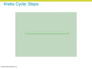 © 2015 Pearson Education, Inc.
Krebs Cycle: Steps
 